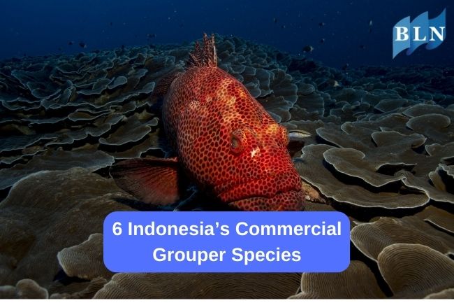 6 Indonesia’s Commercial Grouper Species